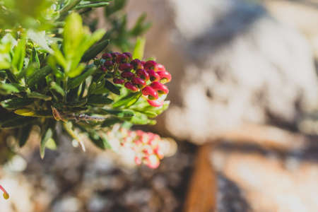 native Australian red grevillea plant outdoor in sunny backyard shot at shallow depth of fieldの写真素材