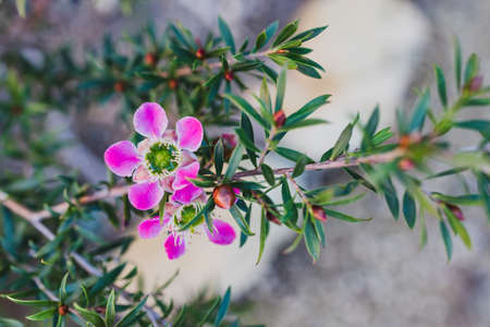 close-up of tea tree plant with pink flowers outdoor in sunny backyard shot at shallow depth of fieldの写真素材