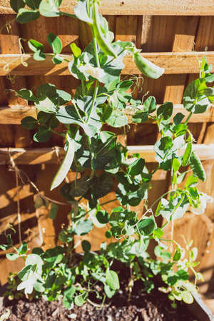 showpeas plant outdoor in pot in sunny backyard shot at shallow depth of fieldの写真素材