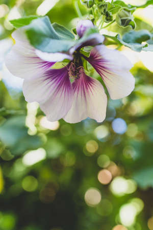 close-up of hibiscus syriacus althea rose of sharon flower (also called aphhrodite hibiscus) with purple and white flowers shot outdoor in sunny backyard at shallow depth of fieldの写真素材