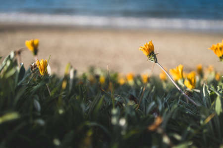 close-up of yellow daisises by the beach shot at shallow depth of fieldの写真素材