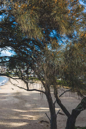 HOBART, TASMANIA - August 1stt, 2020: Blackmans Bay beach on a sunny winter day with few people at the beach, the area is an affluent suburb in South Hobartのeditorial素材