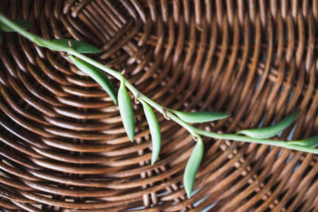 close-up of succulet plant on top of rattan table indoor shot at shallow depth of fieldの写真素材