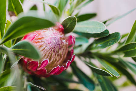 native African pink protea plant outdoor in sunny backyard shot at shallow depth of fieldの写真素材