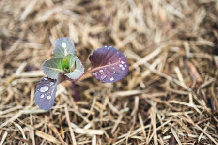 cauliflower cabbage plant outdoor in sunny vegetable garden shot at shallow depth of field