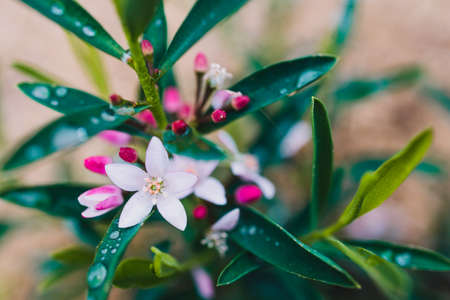 eriostemon philotheca plant with pink flowers outdoor in sunny backyard shot at shallow depth of...