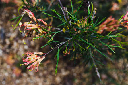 native Australian grevillea semper florens plant with yellow and pink flowers outdoor in sunny...