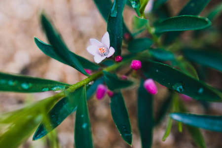 eriostemon philotheca plant with pink flowers outdoor in sunny backyard shot at shallow depth of fieldの写真素材