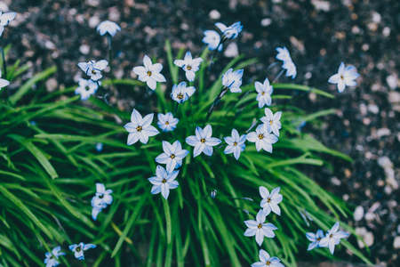 close-up of blue rain lily flower plant outdoor in sunny backyard shot at shallow depth of fieldの写真素材