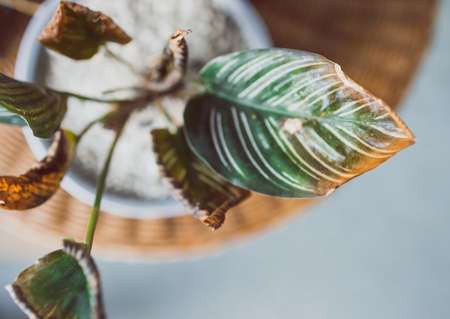 close-up of variegated plant indoor with dry edge on its leaves, concept of taking care of your house plants properlyの写真素材