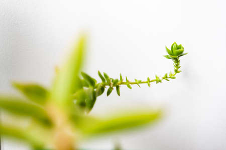 close-up of succulent plant indoor on white shot at shallow depth of fieldの写真素材