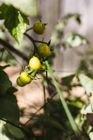tomato plant outdoor in sunny vegetable garden shot at shallow depth of fieldの写真素材