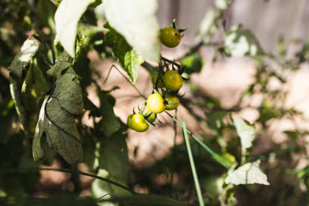 tomato plant outdoor in sunny vegetable garden shot at shallow depth of fieldの写真素材