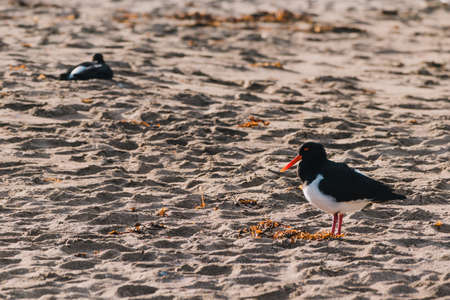 couple of pied oystercatcher birds on a sandy beach in Tasmania, Australiaの写真素材