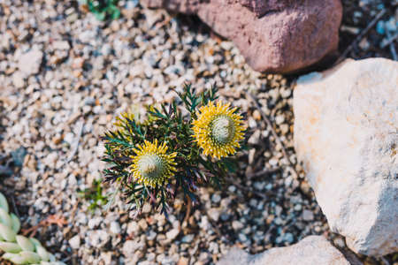 close-up of native Australian yellow isopogon sunshine plant outdoor in sunny backyard shot at...