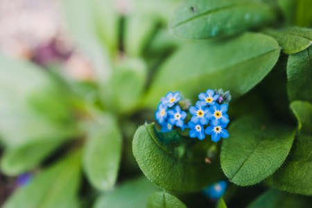 close-up of forget-me-not plant outdoor in sunny backyard shot at shallow depth of field