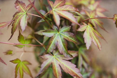 close-up of maple plant outdoor in sunny backyard shot at shallow depth of field