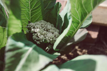 cauliflower plant outdoor in sunny vegetable garden shot at shallow depth of fieldの写真素材