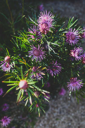 native Australian candy cone plant with pink flowers outdoor in sunny backyard shot at shallow depth of fieldの写真素材