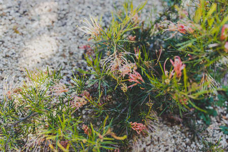native Australian semperflorens grevillea plant outdoor in sunny backyard shot at shallow depth of...