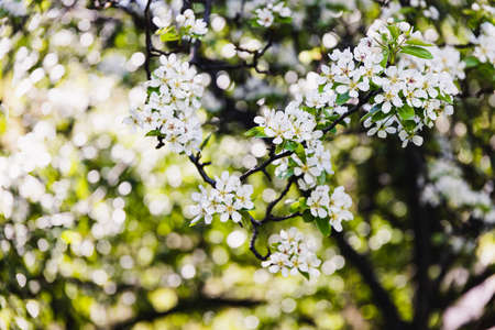 close-up of white flowers on blossoming tree outdoor in sunny backyard shot at shallow depth of fieldの写真素材