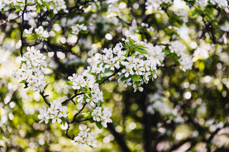 close-up of white flowers on blossoming tree outdoor in sunny backyard shot at shallow depth of fieldの写真素材