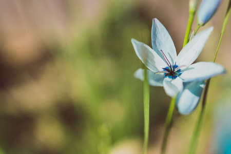 close-up of Ixia African Corn Lillies plant with blue flowers outdoor in sunny backyard shot at shallow depth of fieldの写真素材
