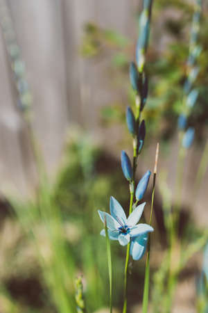 close-up of Ixia African Corn Lillies plant with blue flowers outdoor in sunny backyard shot at...