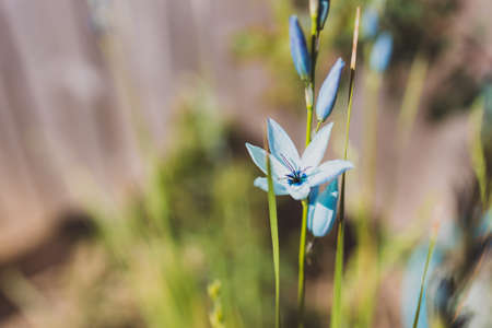 close-up of Ixia African Corn Lillies plant with blue flowers outdoor in sunny backyard shot at...