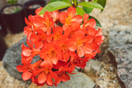 close-up of orange vireya rhododendron plant with coral flowers outdoor in sunny backyard