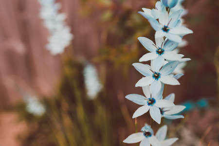 close-up of Ixia African corn lillies plant with blue flowers outdoor in sunny backyard shot at shallow depth of fieldの写真素材
