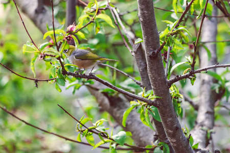green-backed white-eye bird with green feathers and white ring around his eyes munching on blossom...