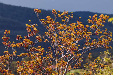 tree with golden and red flowers outdoor shot during golden hour with contrasty light using a...