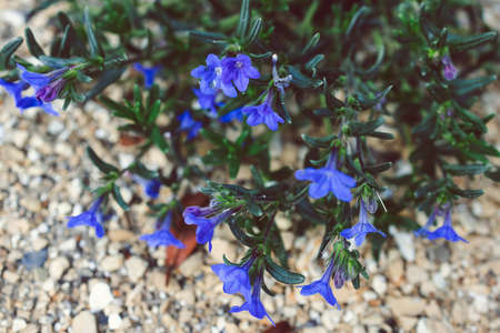 Lithodora Diffusa plant with blue flowers outdoor in sunny backyard shot at shallow depth of field