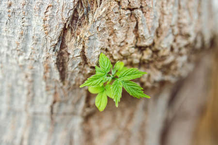 close-up of tiny new green leaves growing from old tree branch  outdoor in sunny backyard shot at...