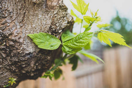 close-up of tiny new green leaves growing from old tree branch  outdoor in sunny backyard shot at...
