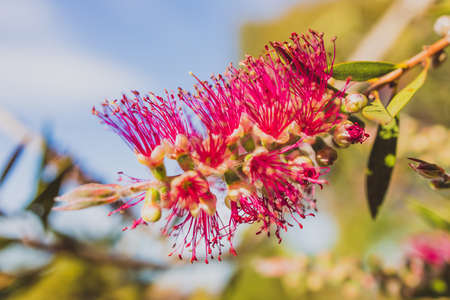 native Australian callistemon bottle brush plant with magenta pink flowers outdoor in sunny backyard shot at shallow depth of fieldの写真素材