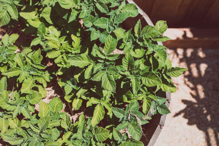 potato plants in wooden barrel planter outdoor in sunny vegetable garden shot at shallow depth of...