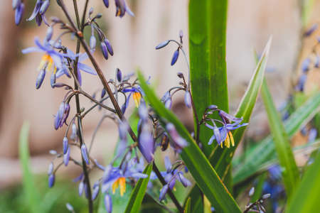native Australian Dianella grass with flowers plant outdoor in sunny backyard shot at shallow depth...