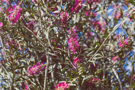 native Australian pink bottlebrush callistemon tree outdoor in sunny backyard shot at shallow depth of fieldの写真素材