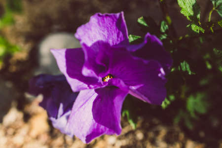 Australian native hibiscus with purple flowers outdoor in sunny backyard shot at shallow depth of...