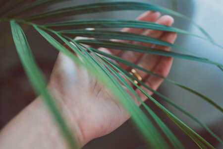 close-up of hand touching palm tree leafindoor next to window light shot at shallow depth of fieldの写真素材