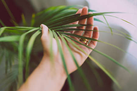close-up of hand touching palm tree leafindoor next to window light shot at shallow depth of field