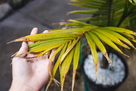 close-up of hand touching palm tree leaf outdoor in sunny backyard shot at shallow depth of fieldの写真素材