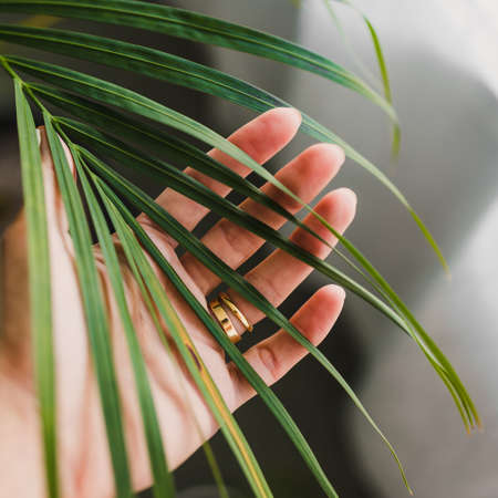 close-up of hand touching palm tree leafindoor next to window light shot at shallow depth of fieldの写真素材