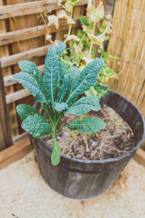 kale plant outdoor in sunny vegetable garden shot at shallow depth of fieldの写真素材