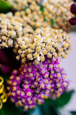 bunch of native Australian flower with proteas and kangaroo paws shot at shallow depth of fieldの写真素材