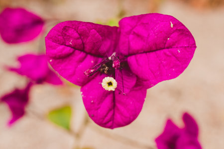 close-up of purple bougainvillea plant outdoor in sunny backyard shot at shallow depth of fieldの写真素材