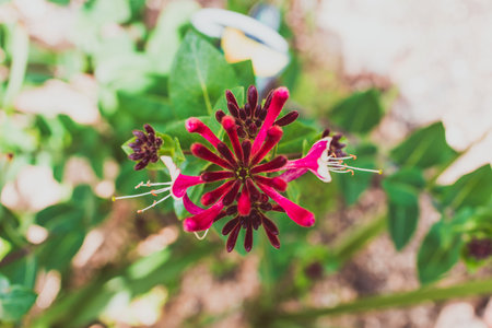 native Australian Lonicera honeysuckle firecracker plant outdoor in sunny backyard shot at shallow depth of fieldの写真素材