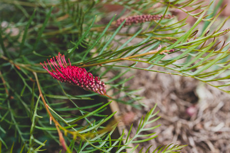 native Australian grevillea red hooks plant outdoor in sunny backyard shot at shallow depth of fieldの写真素材